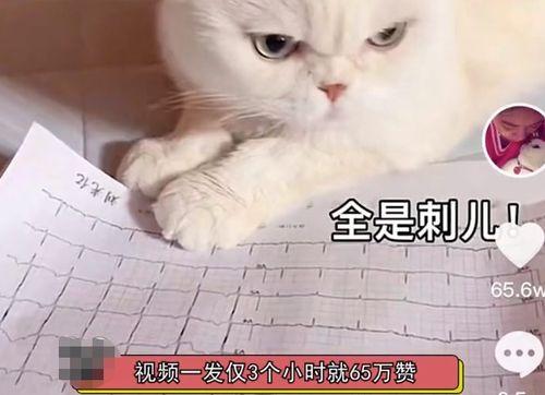 娱乐吃瓜君说刘二豆