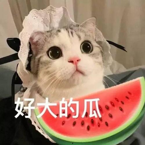 娱乐吃瓜君和罗小猫,揭秘娱乐圈背后的趣味故事