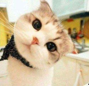 娱乐吃瓜酱神仙猫